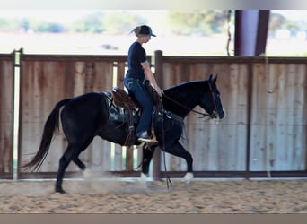 American Quarter Horse, Gelding, 7 years, 15,1 hh, Black