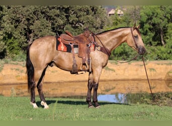 American Quarter Horse, Gelding, 7 years, 15,1 hh, Buckskin