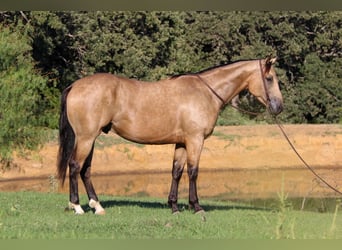 American Quarter Horse, Gelding, 7 years, 15,1 hh, Buckskin