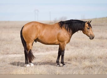 American Quarter Horse, Wallach, 7 Jahre, 15,1 hh, Buckskin