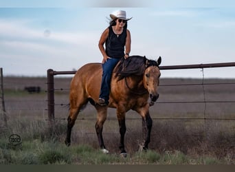 American Quarter Horse, Wallach, 7 Jahre, 15,1 hh, Buckskin