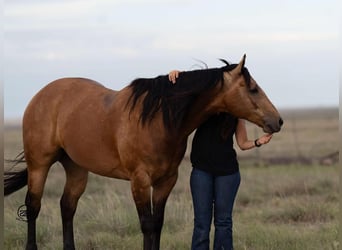 American Quarter Horse, Wallach, 7 Jahre, 15,1 hh, Buckskin