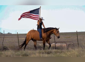 American Quarter Horse, Wallach, 7 Jahre, 15,1 hh, Buckskin