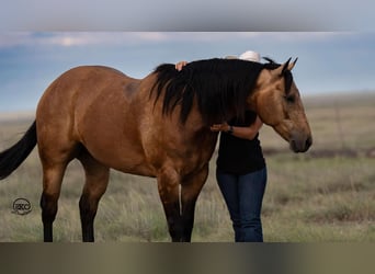 American Quarter Horse, Wallach, 7 Jahre, 15,1 hh, Buckskin