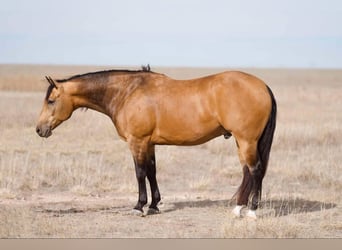 American Quarter Horse, Wallach, 7 Jahre, 15,1 hh, Buckskin