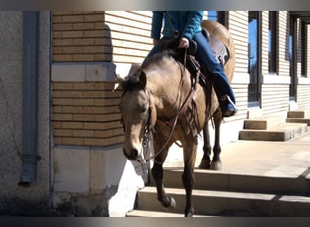 American Quarter Horse, Gelding, 7 years, 15.1 hh, Buckskin