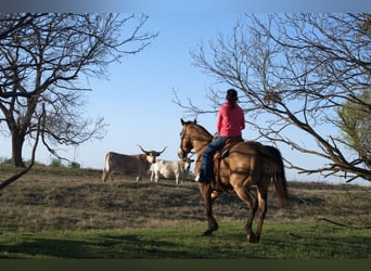 American Quarter Horse, Gelding, 7 years, 15.1 hh, Buckskin
