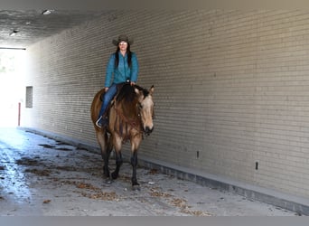 American Quarter Horse, Gelding, 7 years, 15.1 hh, Buckskin