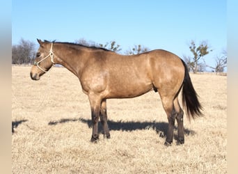 American Quarter Horse, Gelding, 7 years, 15.1 hh, Buckskin