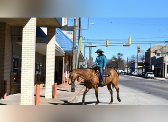 American Quarter Horse, Gelding, 7 years, 15.1 hh, Buckskin
