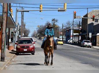 American Quarter Horse, Gelding, 7 years, 15.1 hh, Buckskin