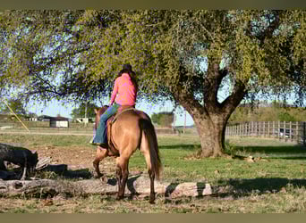 American Quarter Horse, Gelding, 7 years, 15.1 hh, Buckskin