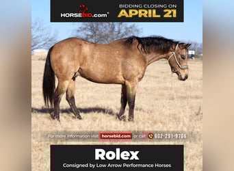 American Quarter Horse, Gelding, 7 years, 15.1 hh, Buckskin