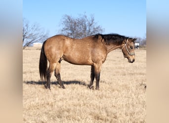 American Quarter Horse, Gelding, 7 years, 15.1 hh, Buckskin