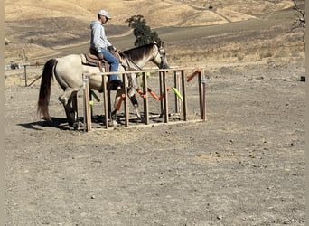 American Quarter Horse, Gelding, 7 years, 15,1 hh, Buckskin