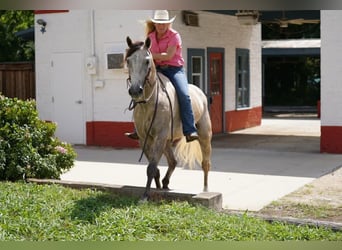 American Quarter Horse, Gelding, 7 years, 15,1 hh, Buckskin