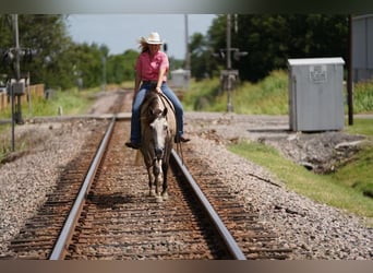 American Quarter Horse, Gelding, 7 years, 15,1 hh, Buckskin