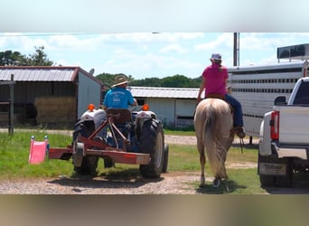 American Quarter Horse, Gelding, 7 years, 15,1 hh, Buckskin