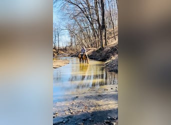 American Quarter Horse, Gelding, 7 years, 15,1 hh, Buckskin