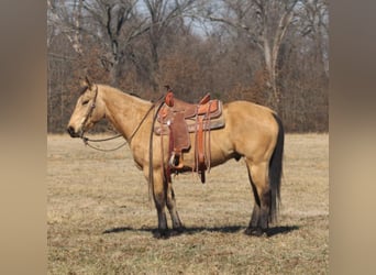 American Quarter Horse, Gelding, 7 years, 15,1 hh, Buckskin