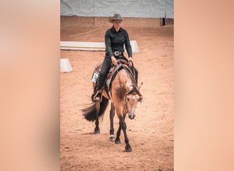 American Quarter Horse, Gelding, 7 years, 15,1 hh, Buckskin