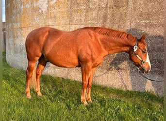American Quarter Horse, Gelding, 7 years, 15.1 hh, Chestnut-Red