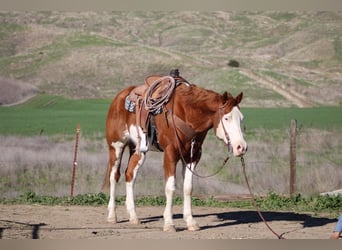 American Quarter Horse, Gelding, 7 years, 15,1 hh, Chestnut