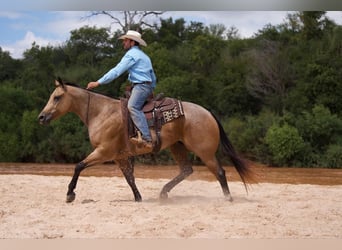 American Quarter Horse, Gelding, 7 years, 15.1 hh, Dun