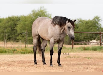 American Quarter Horse, Gelding, 7 years, 15.1 hh, Gray-Dapple