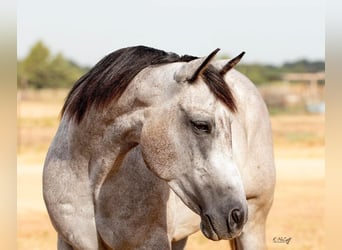 American Quarter Horse, Gelding, 7 years, 15.1 hh, Gray-Dapple
