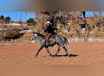 American Quarter Horse, Gelding, 7 years, 15.1 hh, Gray