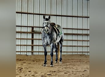 American Quarter Horse, Gelding, 7 years, 15.1 hh, Gray