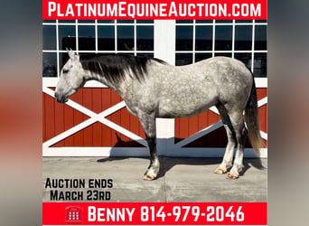 American Quarter Horse, Gelding, 7 years, 15.1 hh, Grey-Dapple