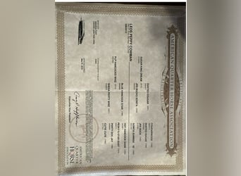 American Quarter Horse, Gelding, 7 years, 15.1 hh, Grey