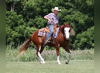 American Quarter Horse, Gelding, 7 years, 15,1 hh, Overo-all-colors