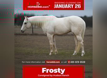 American Quarter Horse, Gelding, 7 years, 15.1 hh, Palomino