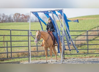 American Quarter Horse, Gelding, 7 years, 15,1 hh, Palomino