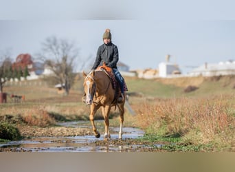 American Quarter Horse, Gelding, 7 years, 15,1 hh, Palomino