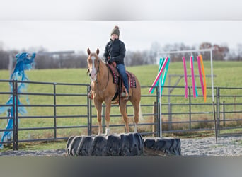 American Quarter Horse, Gelding, 7 years, 15,1 hh, Palomino