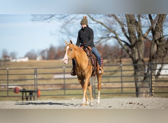 American Quarter Horse, Gelding, 7 years, 15,1 hh, Palomino