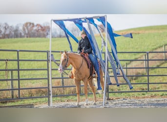 American Quarter Horse, Gelding, 7 years, 15.1 hh, Palomino