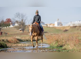 American Quarter Horse, Gelding, 7 years, 15.1 hh, Palomino