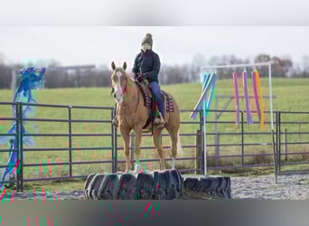 American Quarter Horse, Gelding, 7 years, 15.1 hh, Palomino
