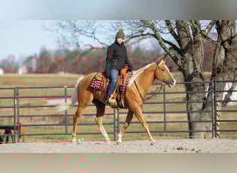 American Quarter Horse, Gelding, 7 years, 15.1 hh, Palomino