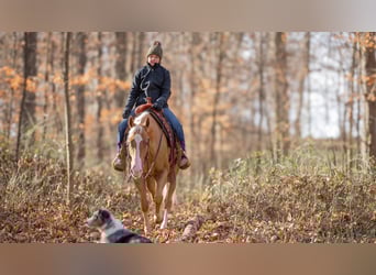 American Quarter Horse, Gelding, 7 years, 15.1 hh, Palomino