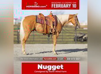 American Quarter Horse, Gelding, 7 years, 15.1 hh, Palomino
