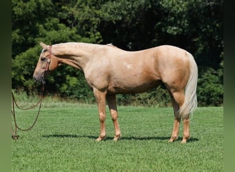 American Quarter Horse, Gelding, 7 years, 15,1 hh, Palomino