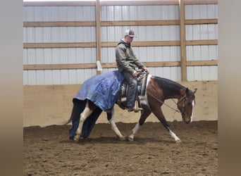 American Quarter Horse, Gelding, 7 years, 15.1 hh, Pinto