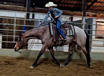 American Quarter Horse, Gelding, 7 years, 15,1 hh, Roan-Bay