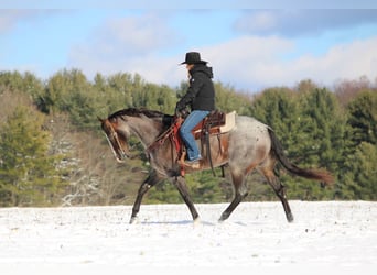 American Quarter Horse, Gelding, 7 years, 15.1 hh, Roan-Bay